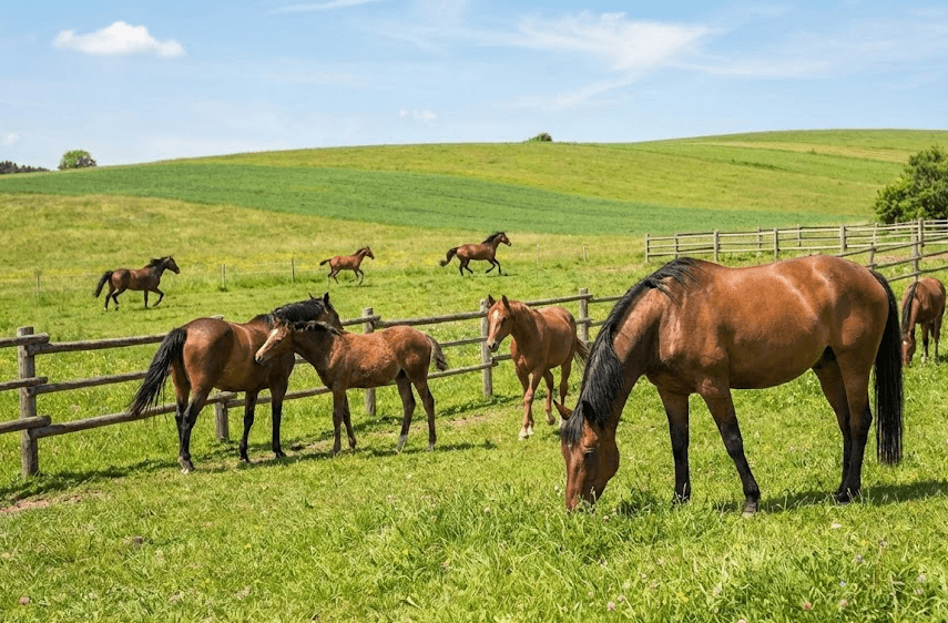 Zuchtstuten auf der Weide